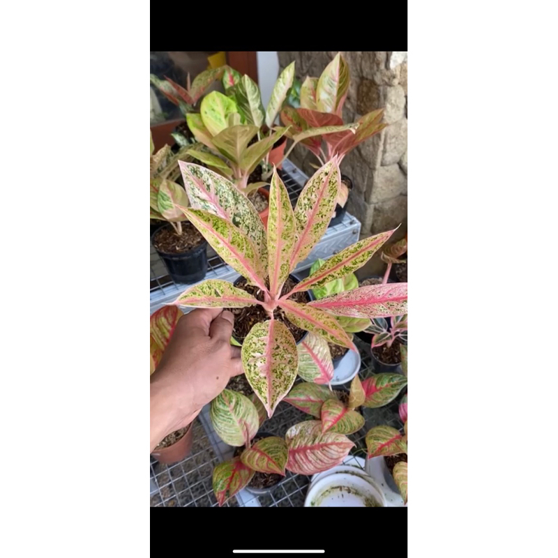 Aglonema Srikandi tanlok