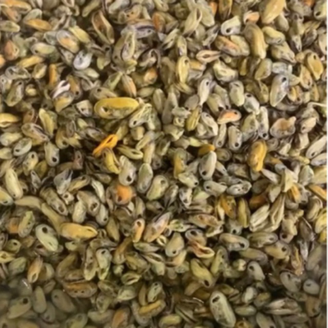 

Kerang Hijau Kupas Segar