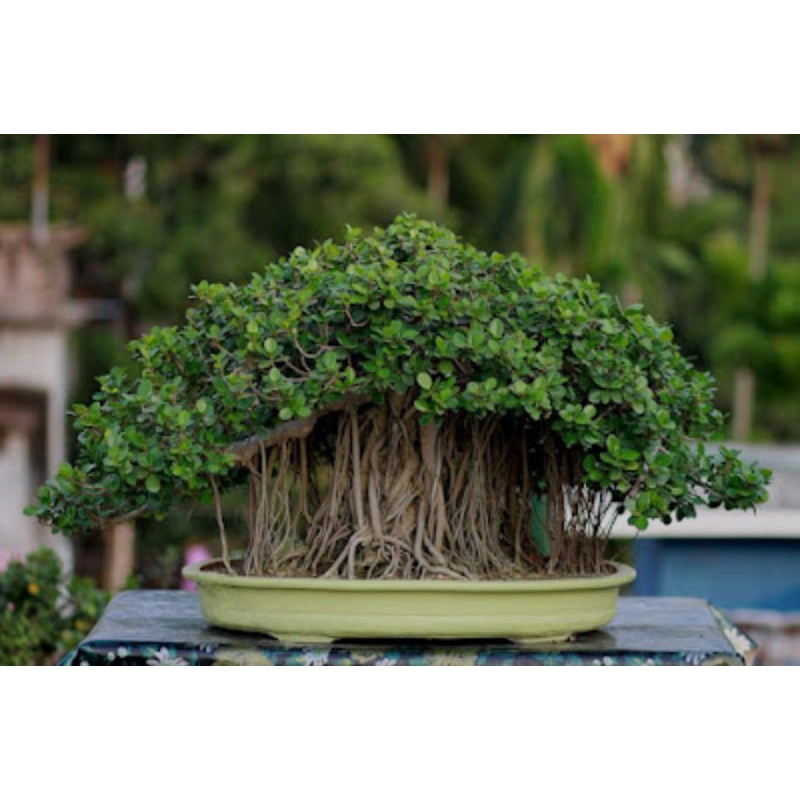 25 Butir biji/benih bonsai beringin dolar/ficus microcarpa