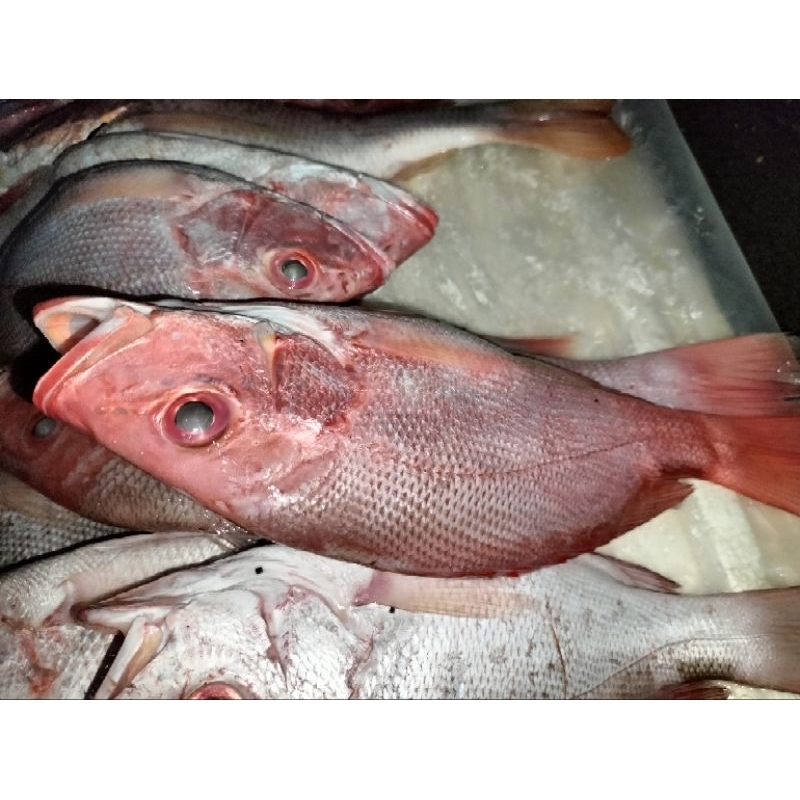 

Ikan Kakap Merah 1kg - 2kg perekor