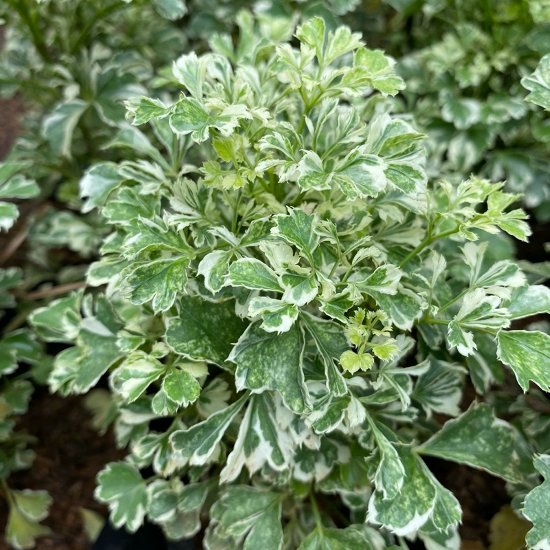 tanaman perkitik varigata atau kedongdong laut varigata tanaman tahan panas