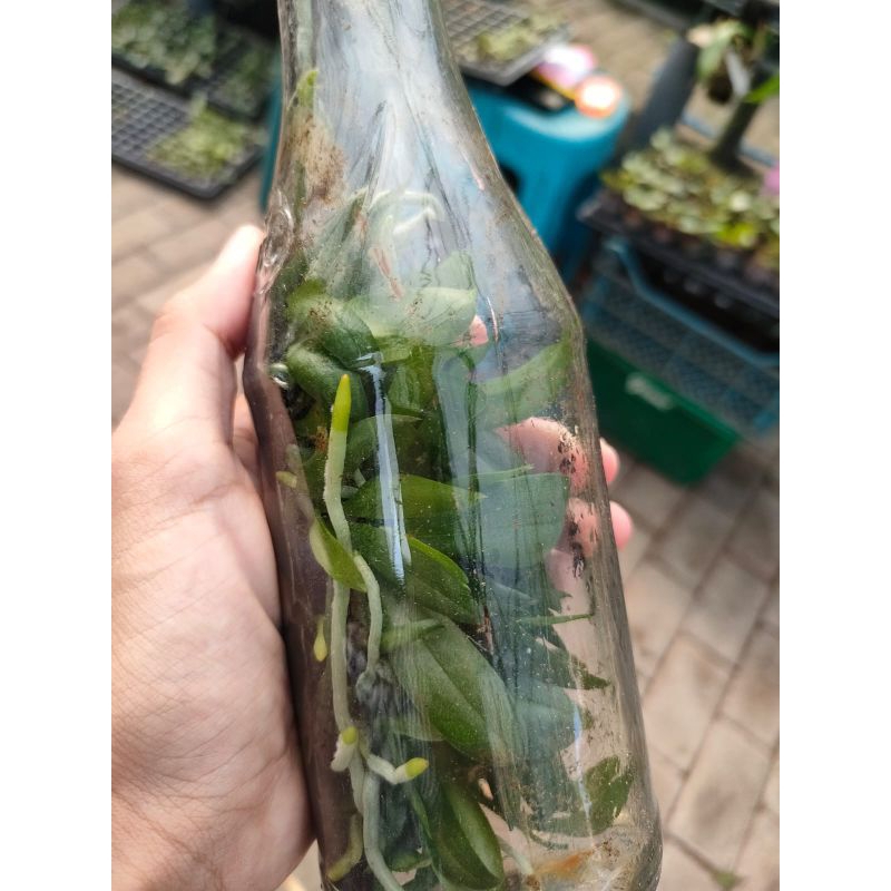 Bibit anggrek bulan dalam botol