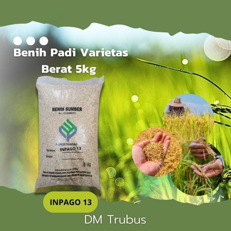 Benih Padi Terbaru VARIETAS INPAGO 13