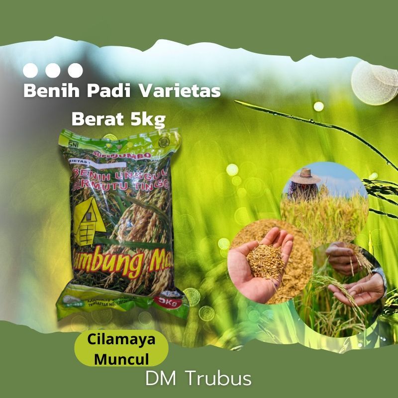 Benih Padi Varietas Cimalaya Muncul Cilamaya Muncul 10 Kg