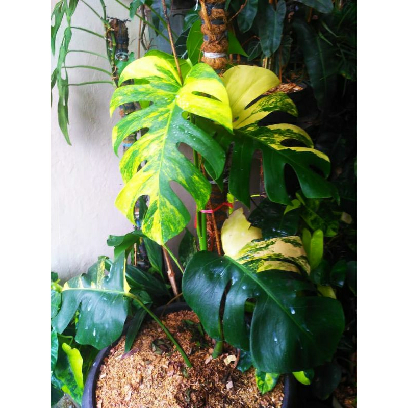 monstera marmorata ekonomis co 1kg