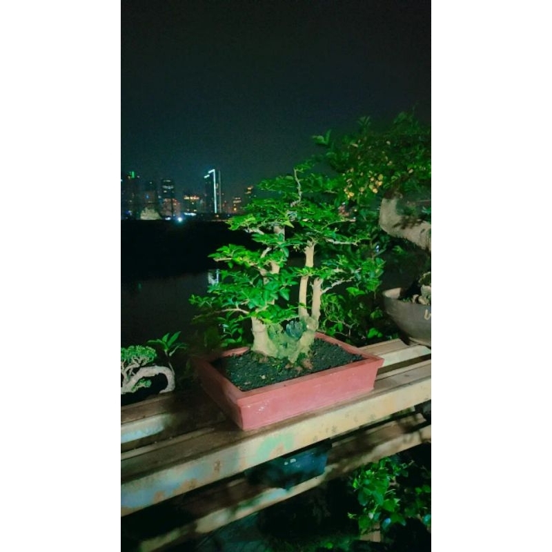 Bonsai jeruk kingkit siap pajang