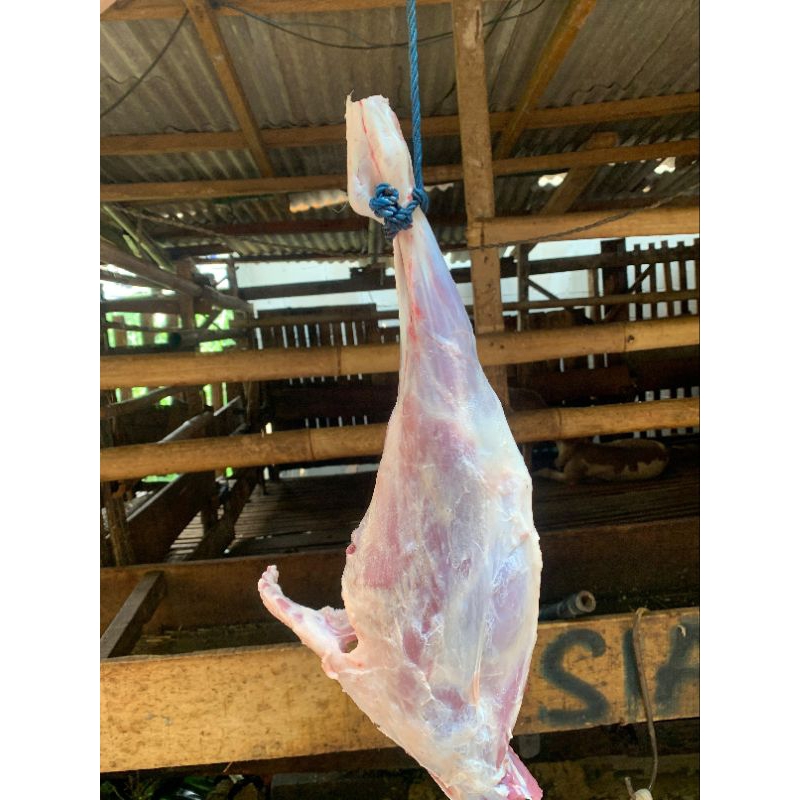

paha kambing / domba