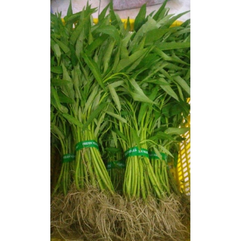 

kangkung fresh