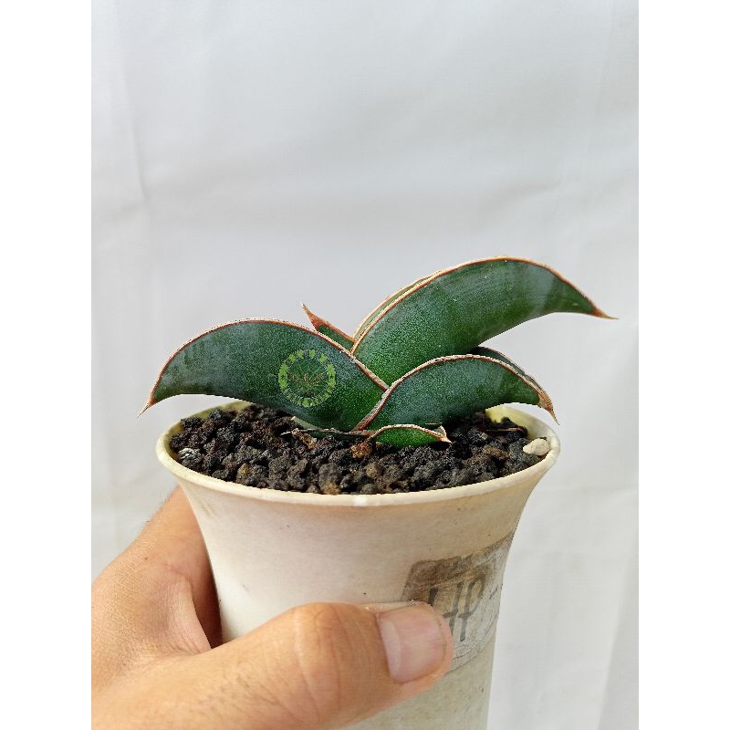 Sansevieria Banana M