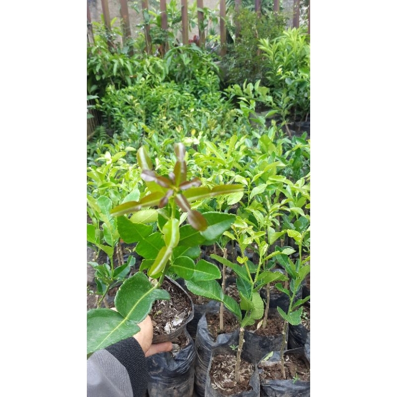 

Jeruk purut angka 8 untuk sambal