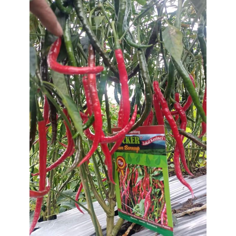 Biji cabe locker kerinci