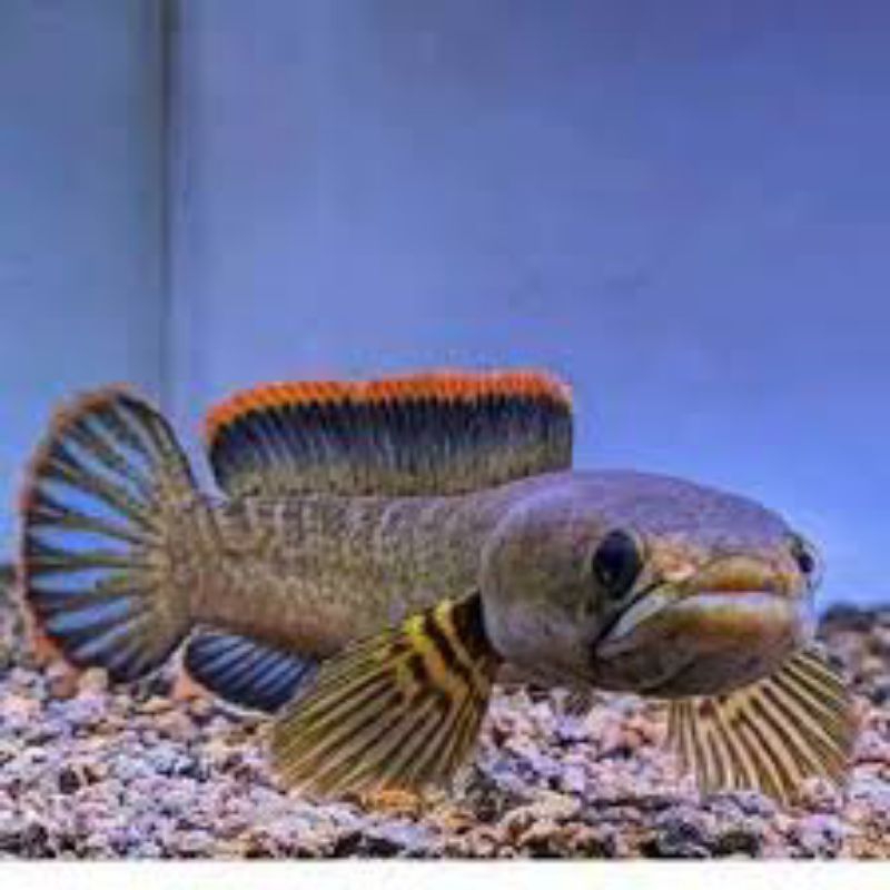 Channa.limbata15cm.jumbo.banget