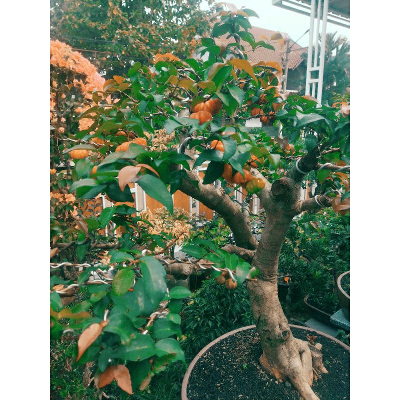 Bonsai Sianto / Dewandaru