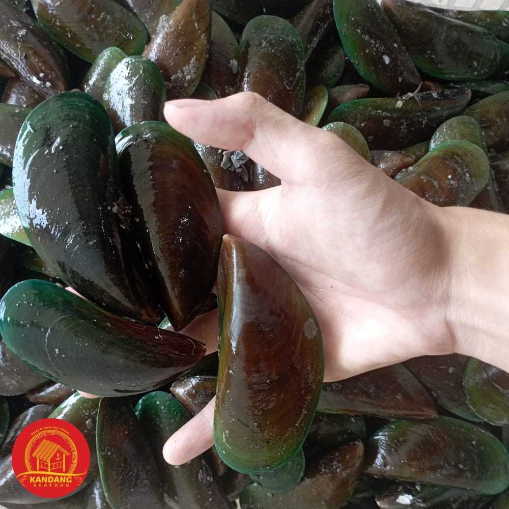 

Kerang Hijau Hidup Segar 1Kg Grosir (Min 5 Kg)