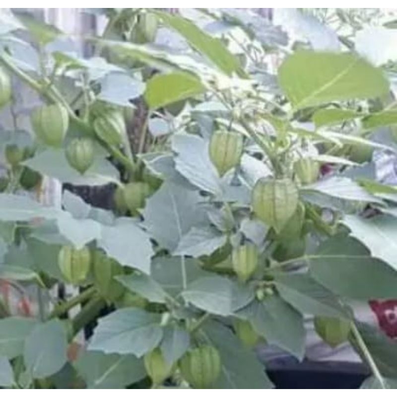 

250gr daun ciplukan pres petik langsung saat di pesan