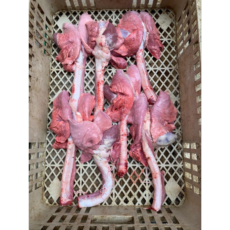 

paru jantung kambing/domba