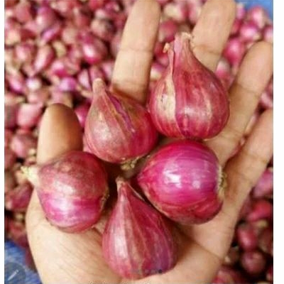 

BAWANG MERAH BREBES BERAT 1 KG BAWANG MERAH BREBES 1 KG