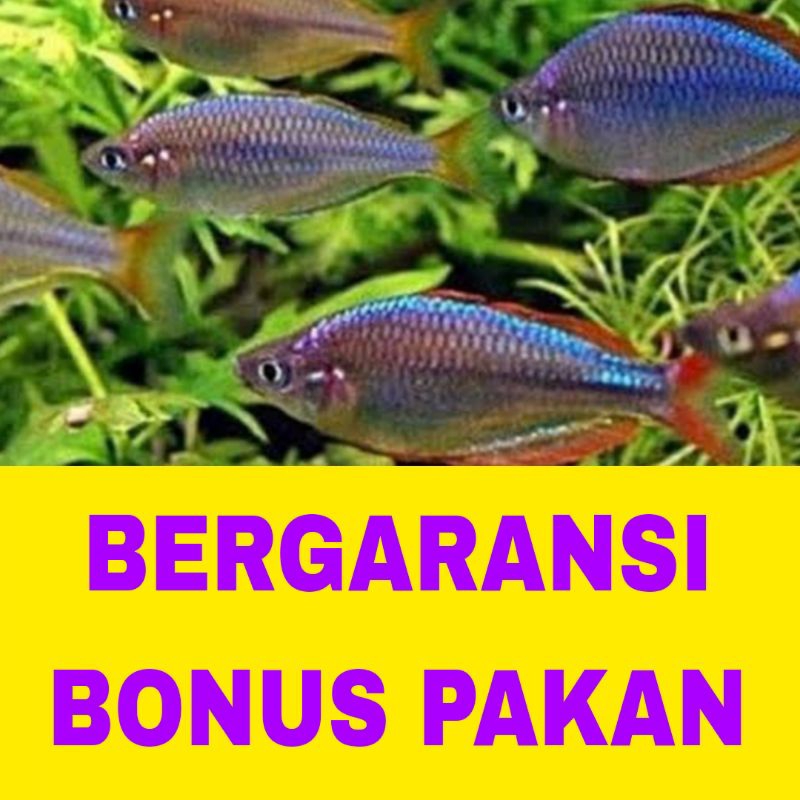ikan hias rainbow Peacock bonus pakan bergaransi