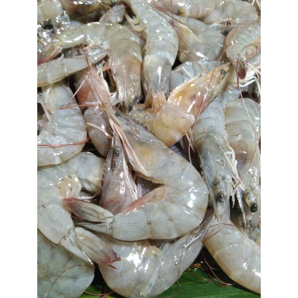 

udang segar ukuran sedang / udang peci / udang vaname