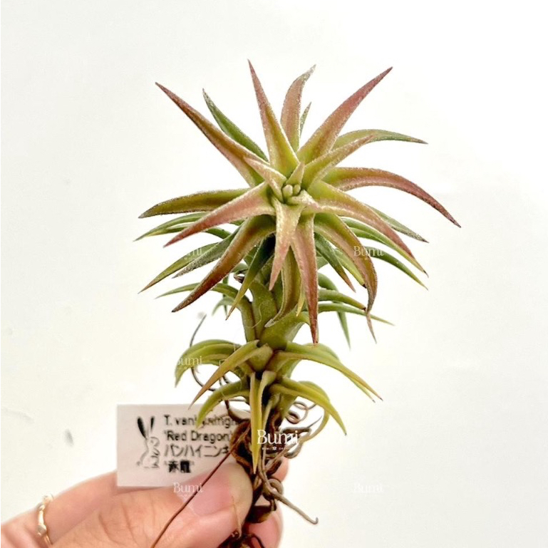 BUMI ORCHIDS Tillandsia ionantha var. vanhyningii 'Red Dragon' - Air plants tanaman udara
