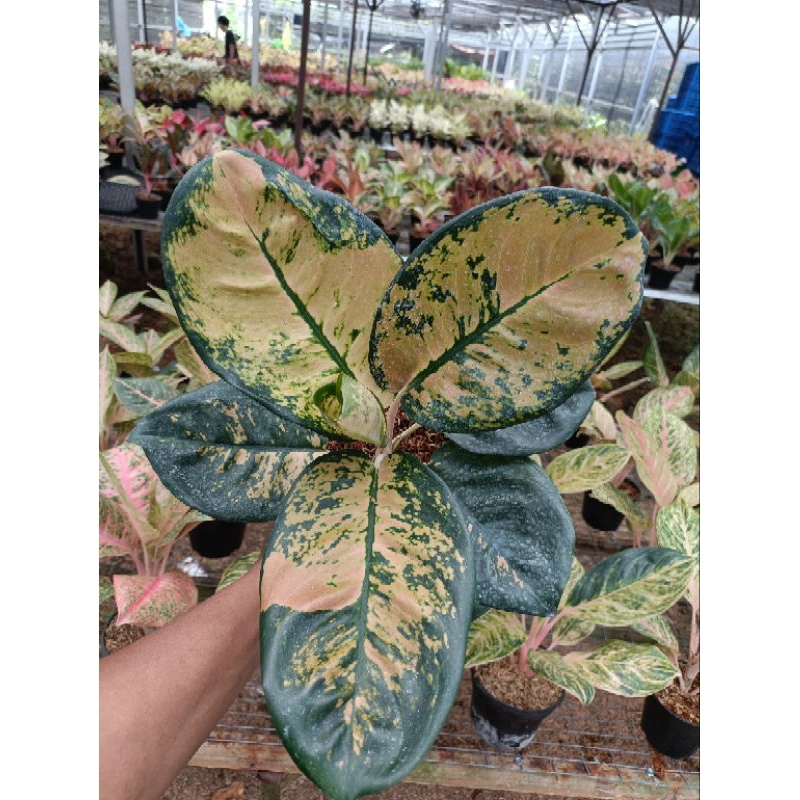 tanaman hias aglonema monalisa starbuck