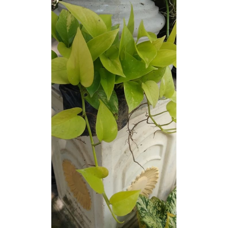 Tanaman hias sirih gading, sirih gading lemon,sirih gading kuning size panjang,30-50 cm