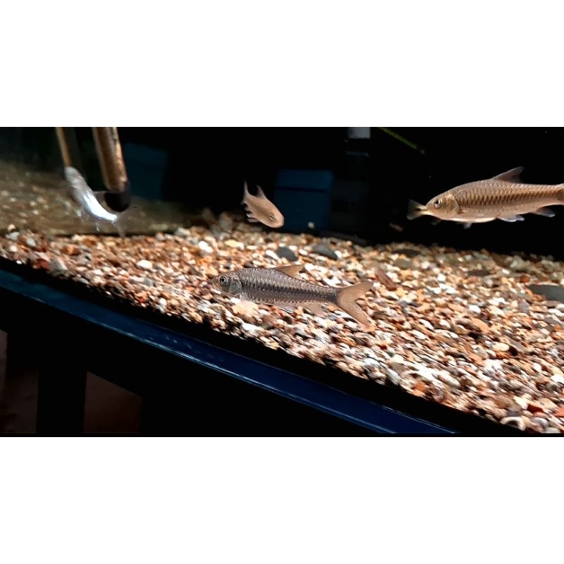 Neo Heterostomus Chinesse Blue mahseer 7-8cm