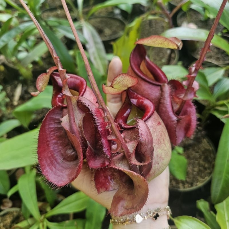 

Red wings x Ampullaria red (thai)