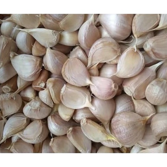 

V44859 Bawang Putih Kating Bersih 5 gr