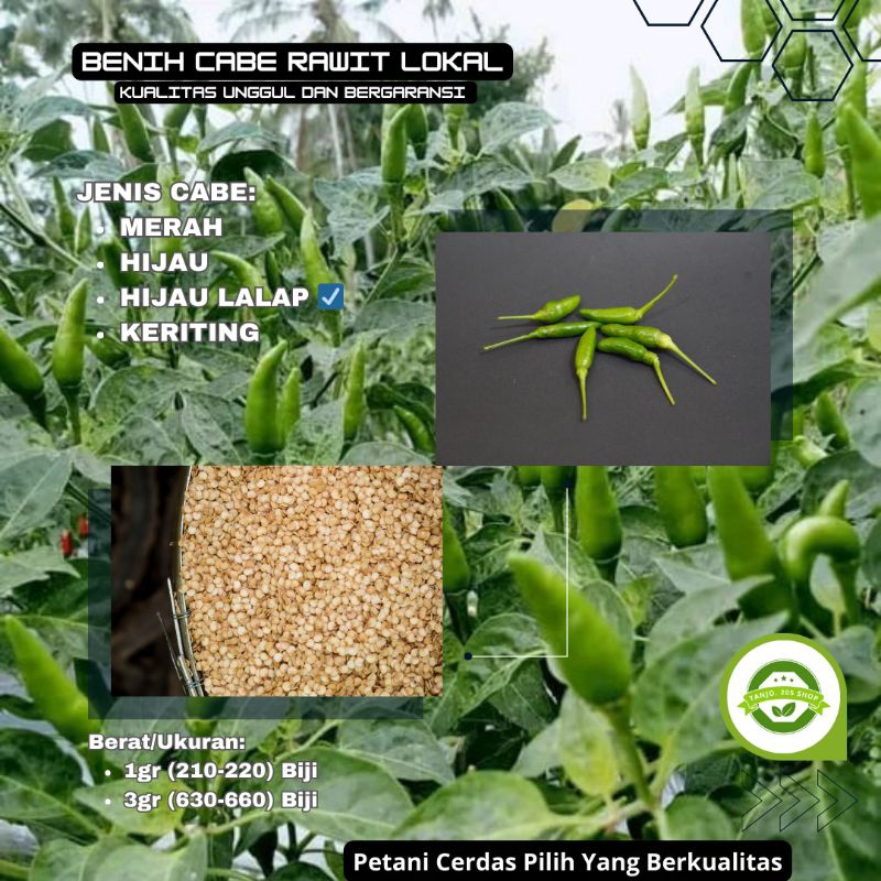 5 Gram Bibit/Benih cabe Rawit Hijau Tegak Lalap Lokal Berkualitas Asli Daerah Naringgul ( Daerah Gun