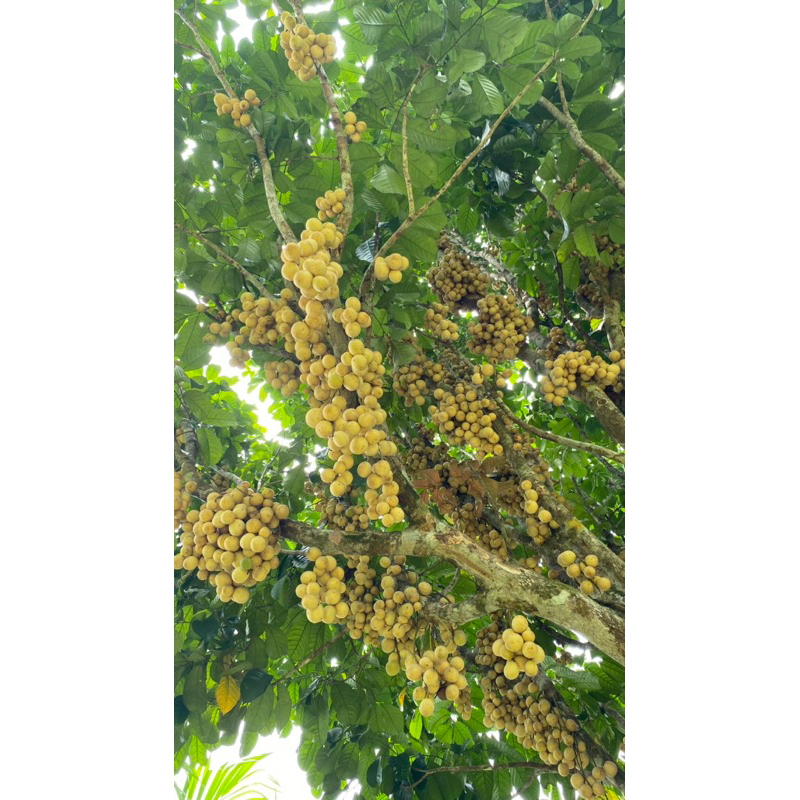 Bibit Duku Palembang Manis