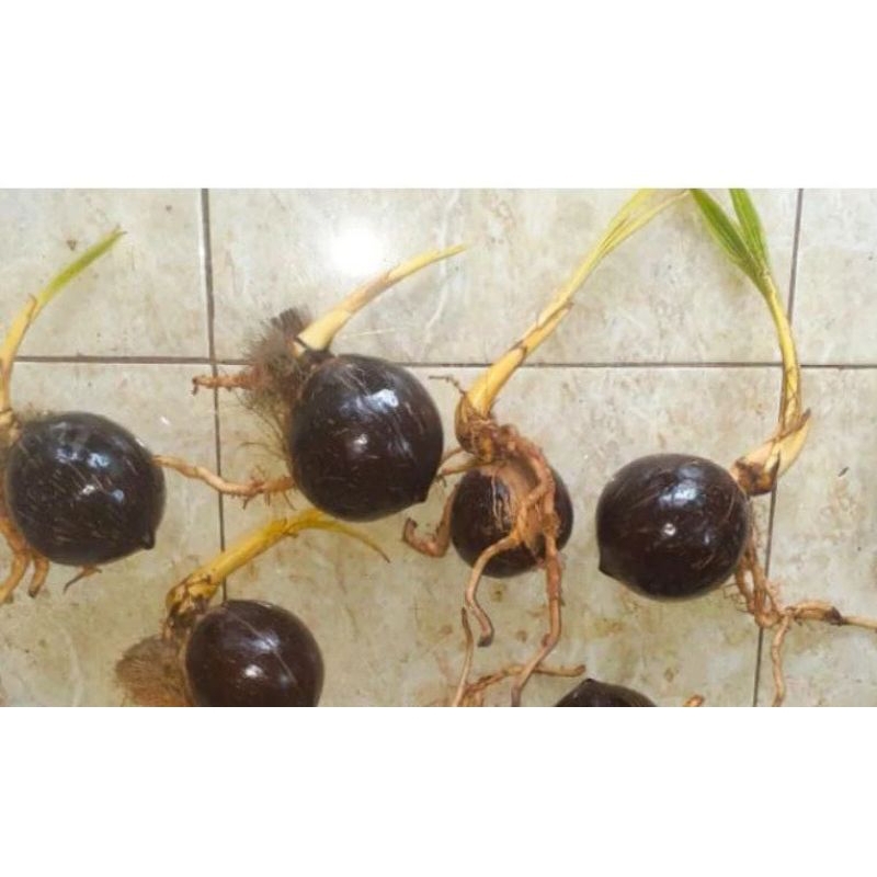 bonsai kelapa bahan bonsai kelapa bibit kelapa gading kuning