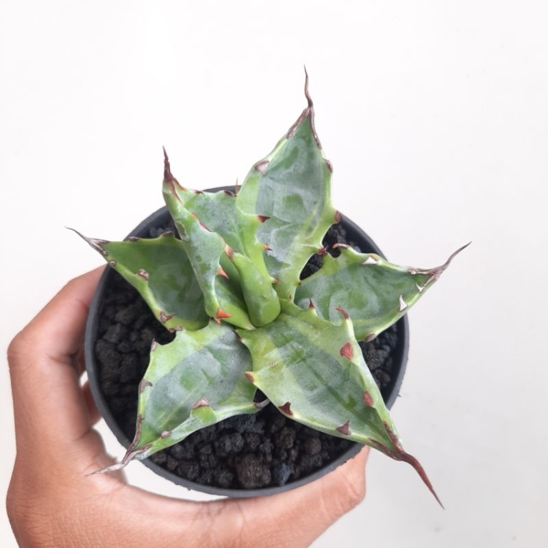 Agave mysterious variegata