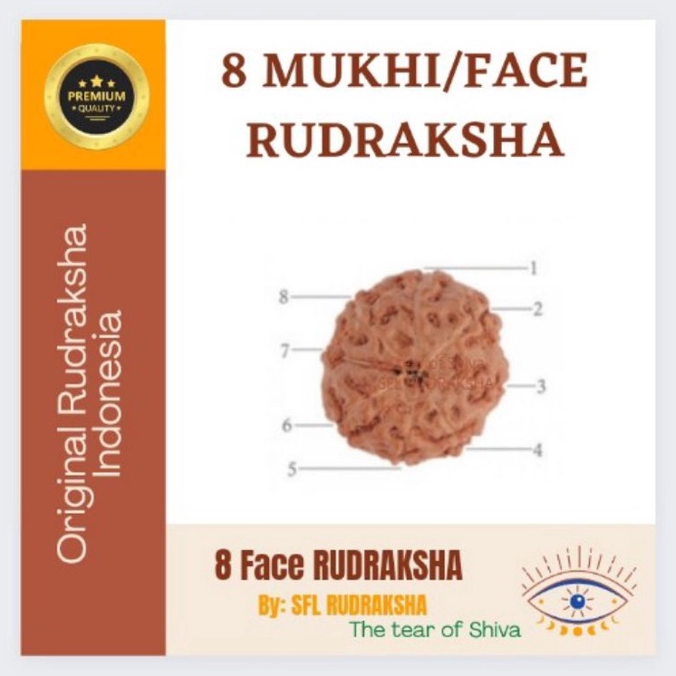 ART A2N8 7 PCS 8 MUKHI RUDRAKSHA JENITRI sudah ada lobang size 17mm up