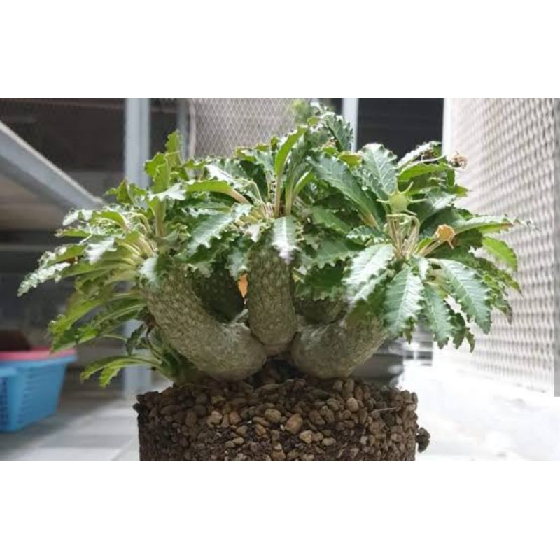 Dorstenia Crispa