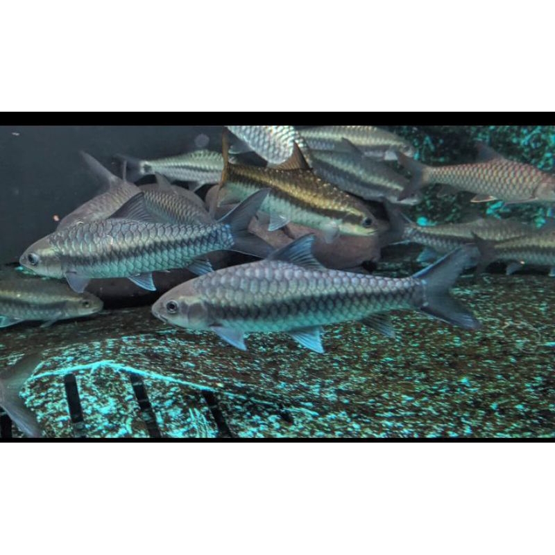 mahseer stracheyi