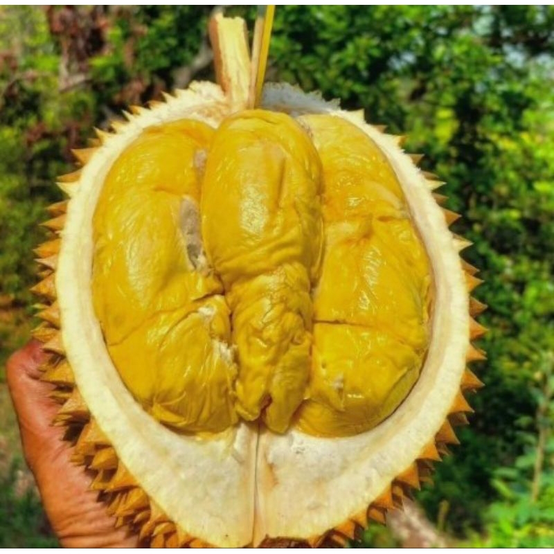 bibit durian super tembaga