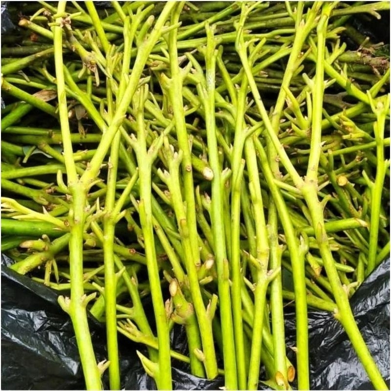 entres alpukat miki unggul di ambil langsung dari pohonya