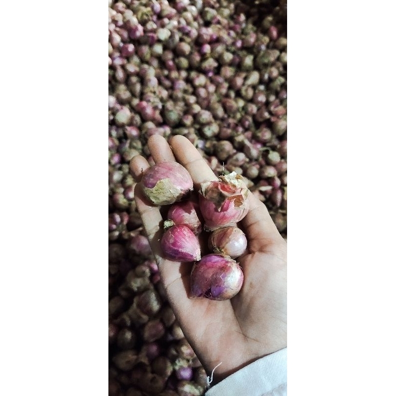 

Bawang Merah Super Gede Kering 1kg