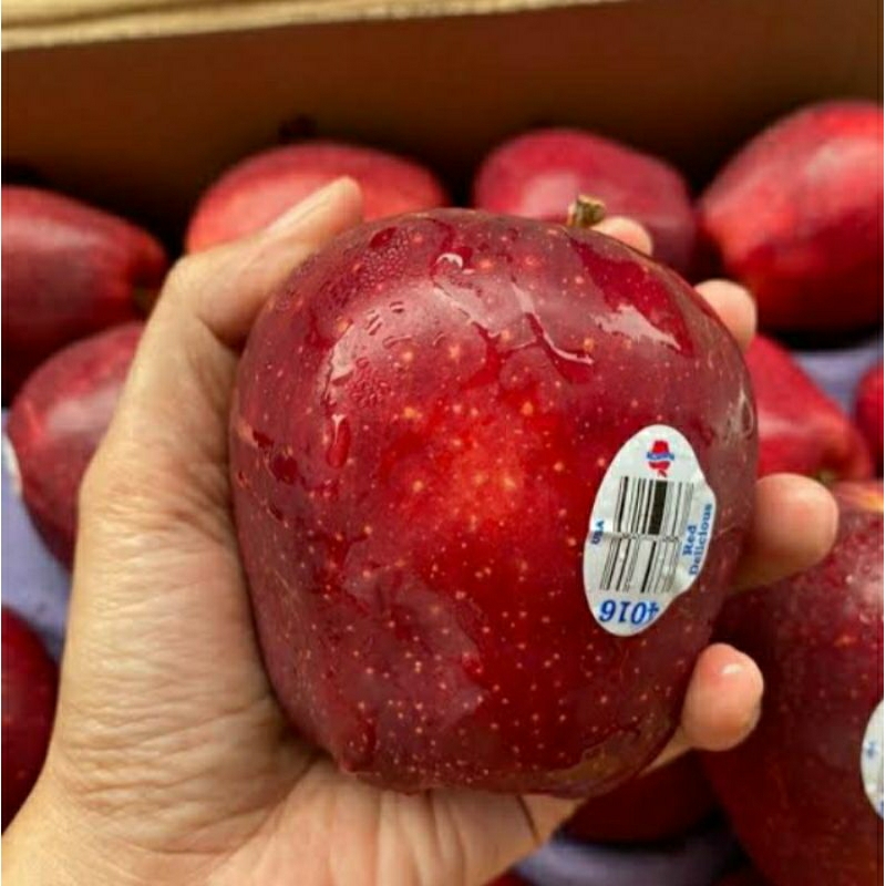 

APEL FUJI WANGSINGTON/APEL MERAH FUJI