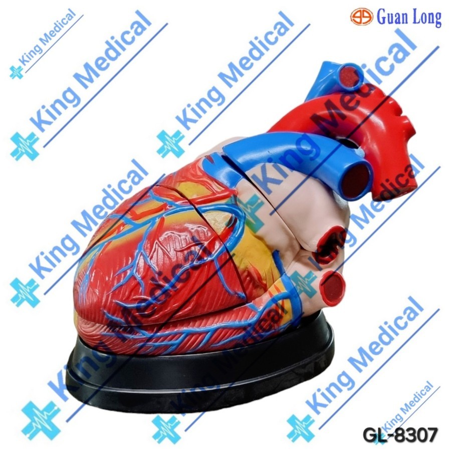 Alat Peraga Jumbo Heart Model/Jantung Ukuran Besar GL-8307 (Import)