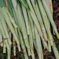 

Ready Stok Terubuk turubuk terubus tebu endog tebu5