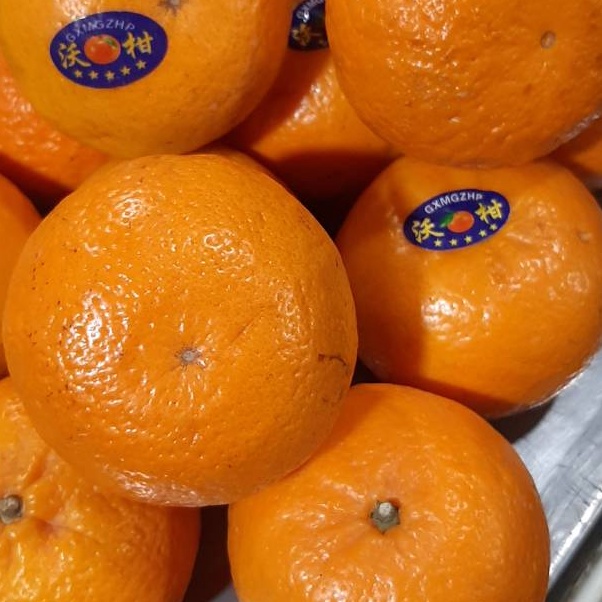 

Come jeruk wogan manis seger