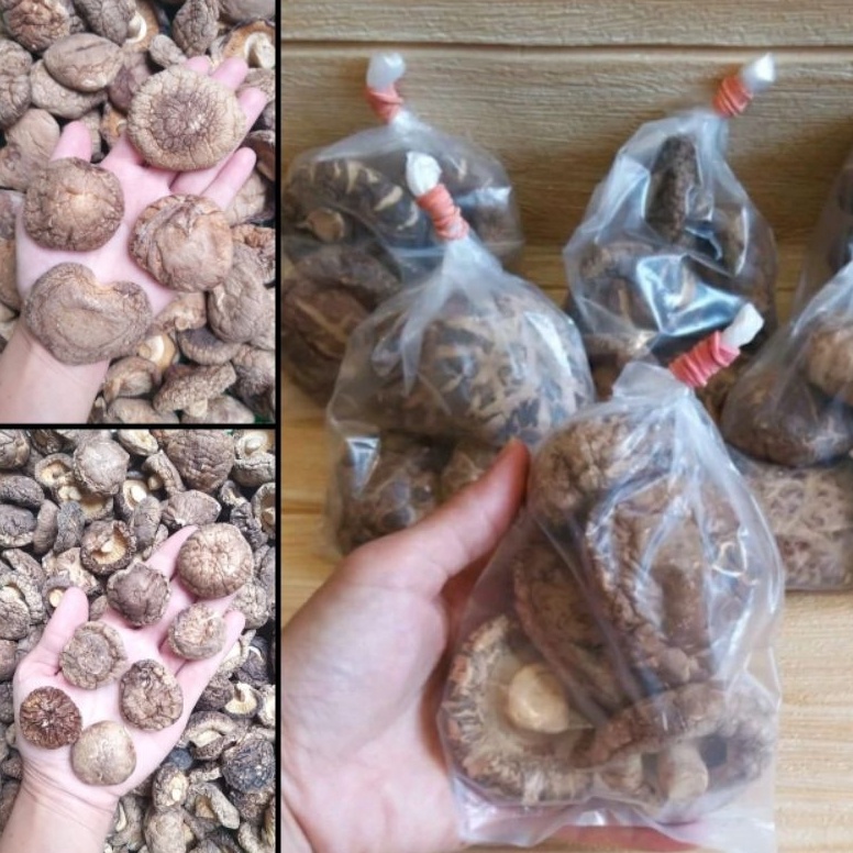 

Makin murah MURAH Jamur Shitake REAL PIC Jamur Yoko Jamur Hyoko Jamur Payung Hioko Xiang Ku Siangku