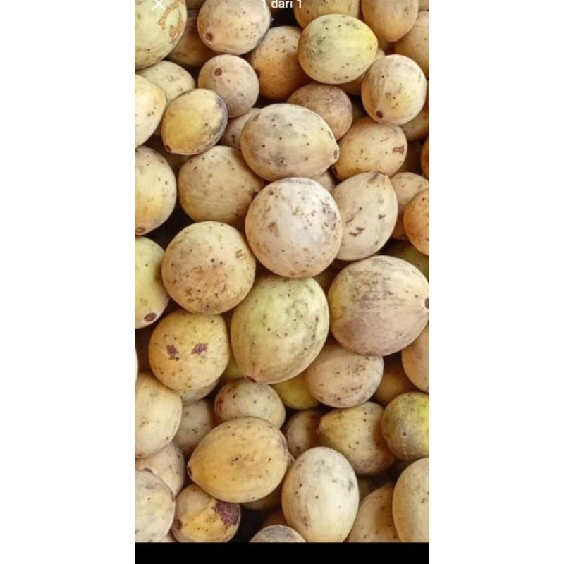 

Buah Jatake Duku Palembang Mateng 500gr TERMURAH