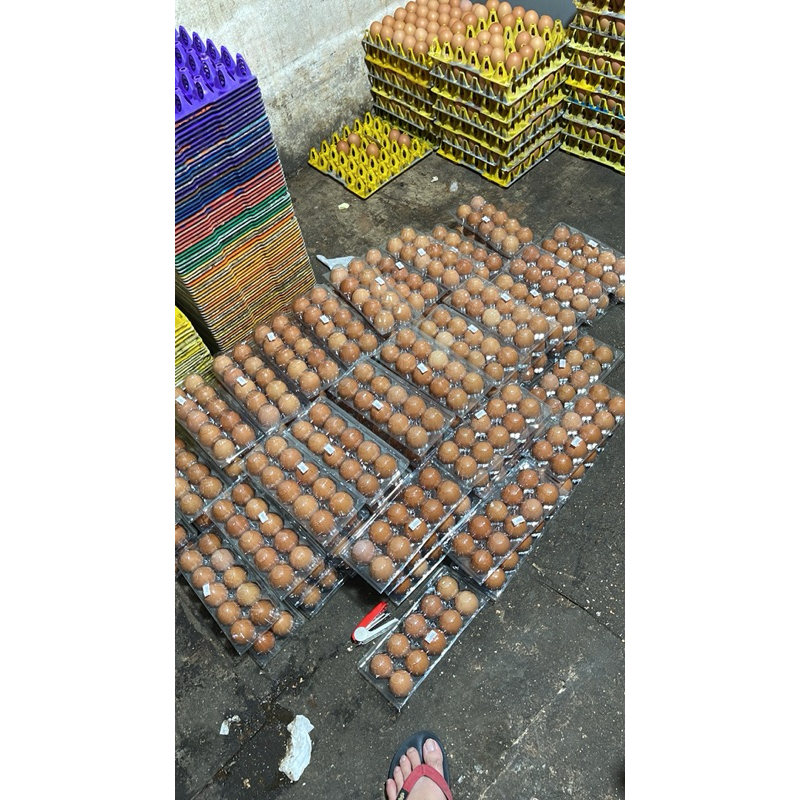 

TELUR NEGRI