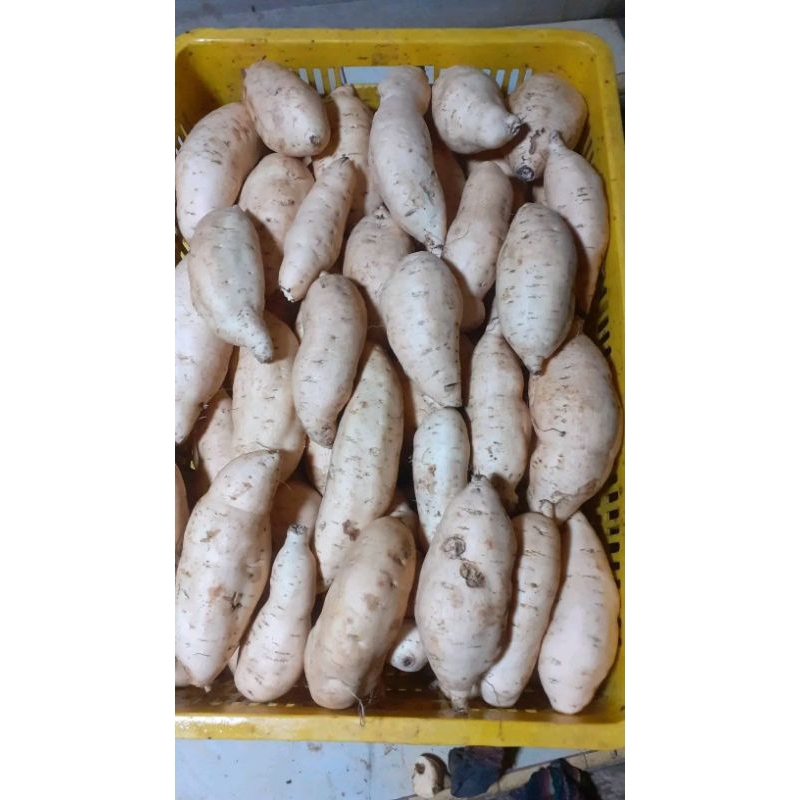

Ubi madu wonogiri eceran 3 kg spek oven dan rebus goreng sudah bersih siap masak