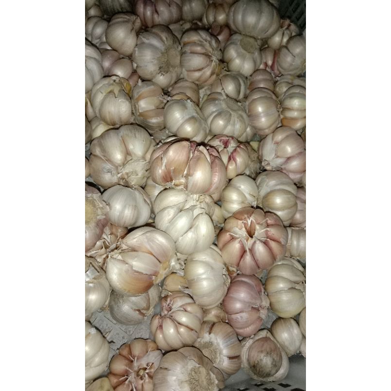 

250gram Bawang Putih Bersih