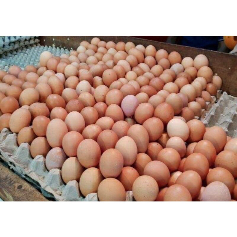 

telur ayam fresh / telur ayam negeri / telor ayam omega