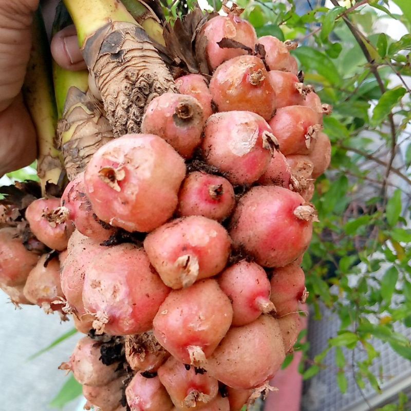 

buah honje/kecombrang
